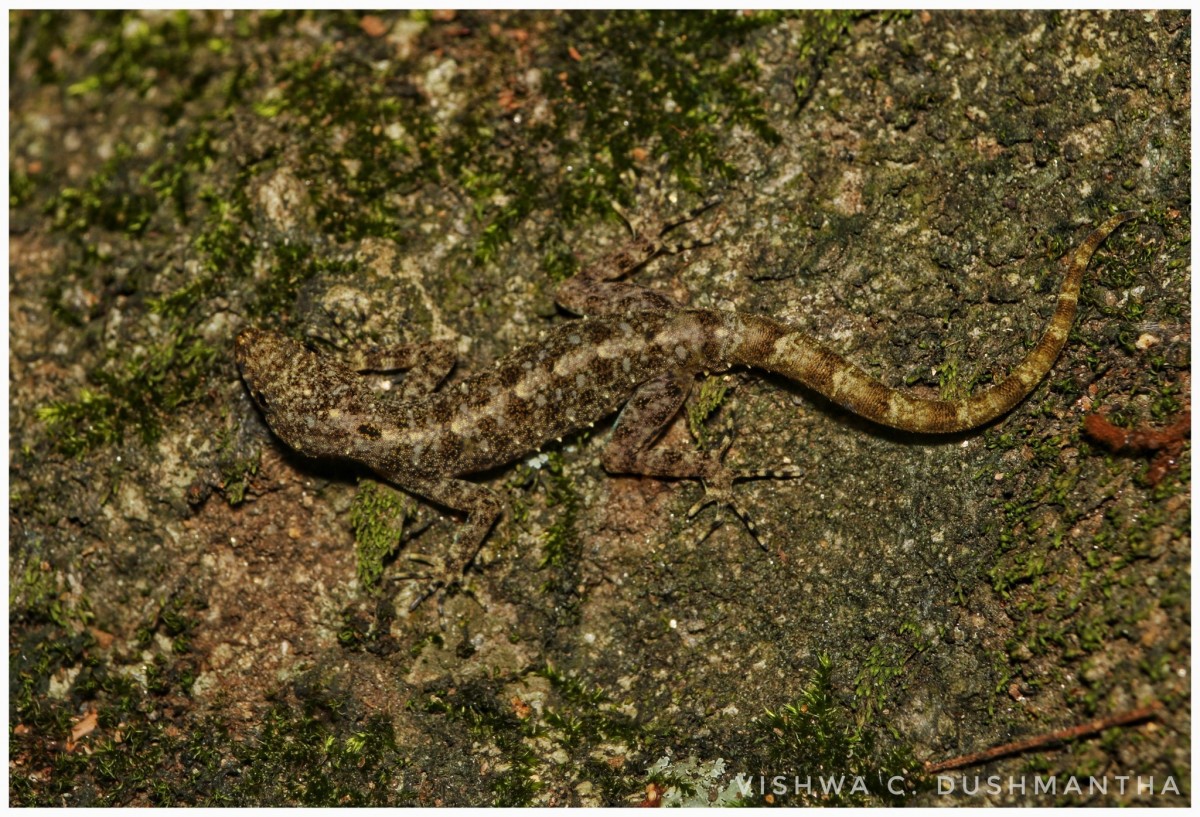 Cnemaspis kohukumburai Karunarathna, Poyarkov, De Silva, Madawala, Botejue, Gorin, Surasinghe, Gabadage, Ukuwela and Bauer